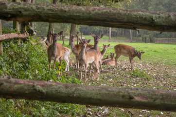 Damhirsch-Herde (Dama dama)