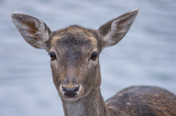 Portrait Damhirsch (Dama dama) im Winter