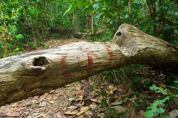Red arrow giving directions at a hiking path on Itamaraca Island - Pernambuco, Brazil