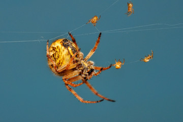 Beautiful spider on a spider web- Stock Image     