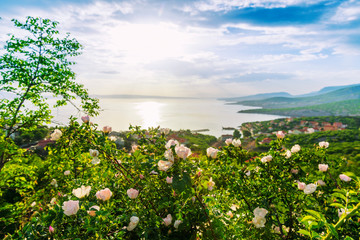 Obraz premium Beautiful blooming wild roses on Adriatic sea coast.