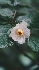 Calycanthus chinensis flower, commonly called allspice