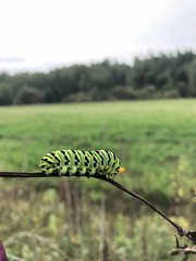 The big striped caterpillar creeps on a thin branch