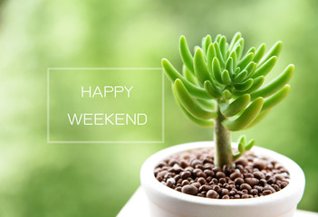 Happy weekend and Succulent on green nature background
