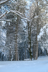 White trees covered with snow