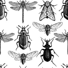 Vector background with high detailed insects illustrations. Hand drawn butterflies, beetles, cicada and dragonfly sketches . Vintage seamless pattern. © sketched-graphics