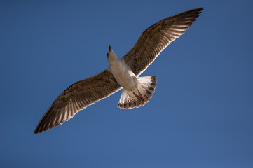 Gaivota em voo