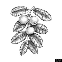 Guava hand drawn illustration. Engraved botanical sketch of myrtle plants. Vintage tropical fruit design. - obrazy, fototapety, plakaty