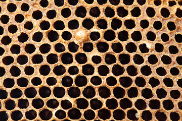 close up pattern of honey comb