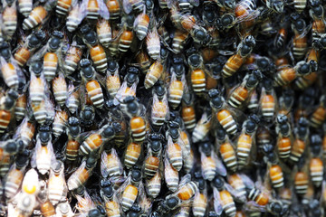 close up of bee in bee hive