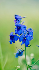 Delphinium grandiflorum is a species of Delphinium known by the common names Siberian larkspur and Chinese Delphinium.