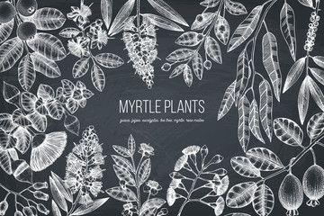 Botanical background with beautiful myrtle plants sketches. Hand drawn feijoa, Eucalyptus, tea tree, guava, myrtus drawings. Exotic trees design template with fruits and flowers on chalkboard