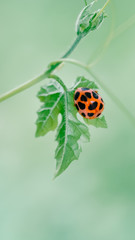 Ladybug crawling on vine