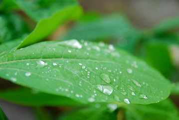 dew drops on green leaves