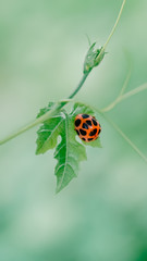 Ladybug crawling on vine