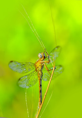 Macro shots, Beautiful nature scene dragonfly. 