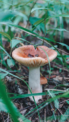 Wild, fresh mushroom.