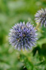 Echinops sphaerocephalus, known by the common names glandular globe-thistle, great globe-thistle or pale globe-thistle. 