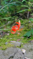 Lilium pumilum, a bright, glamorous   chinese wild lily.