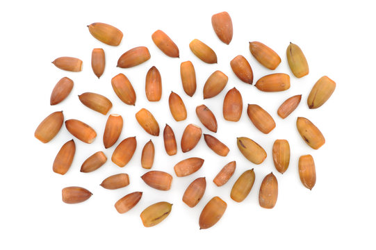 34 Best 椎の木 Images Stock Photos Vectors Adobe Stock 34 Best 椎の木 Images Stock Photos Vectors Adobe Stock