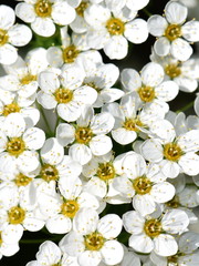 Closeup on the white flowers of a Spirea van houtt shrub