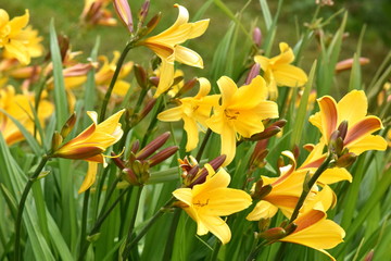 Obraz premium Hemerocallis lilioasphodelus yellow day lily in a garden