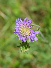 Closeup on purple flower of field scabious Knautia arvensis