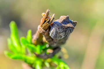 Beautiful green chameleon - Stock Image
