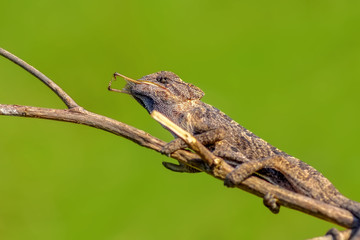 Beautiful green chameleon - Stock Image