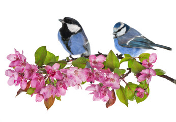 two blue colored tits on branch with pink flowers