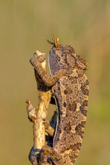Beautiful green chameleon - Stock Image