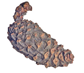single small isolated pine cone