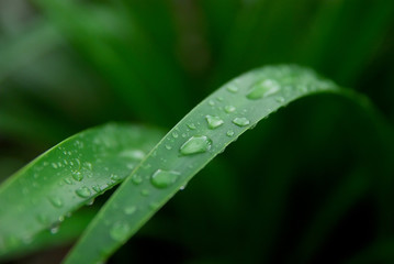 Fototapeta na wymiar dew drops on green leaves