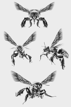 Pictures of many flying bee with white background, isolated bees, macro photography of bees in high resolution, flying dangerous bees.