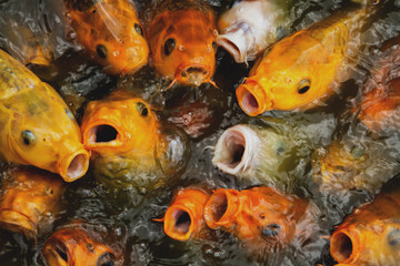 The carps are competing to get the fish pellet food thrown to them