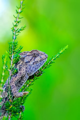 Beautiful green chameleon - Stock Image