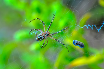 Beautiful spider on a spider web- Stock Image     