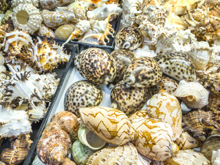 Sea shells for sale in a souvenir shop