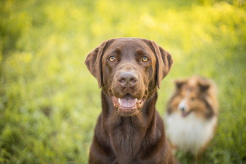 Fototapeta premium Dog portrait