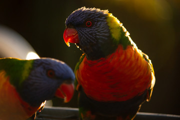 Naklejka premium rainbow lorikeet with sun lights
