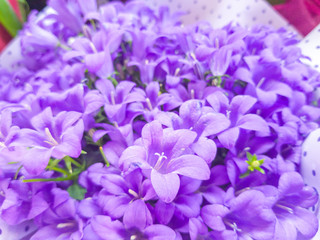 Campanula bouquet with selective focus.