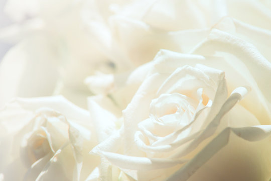 White rose close-up for background.Soft focus.Soft color with petal of rose blur style for background