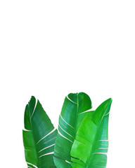 Banana leaves isolated on white background, studio image. Gig green leaf summer composition with space for text.