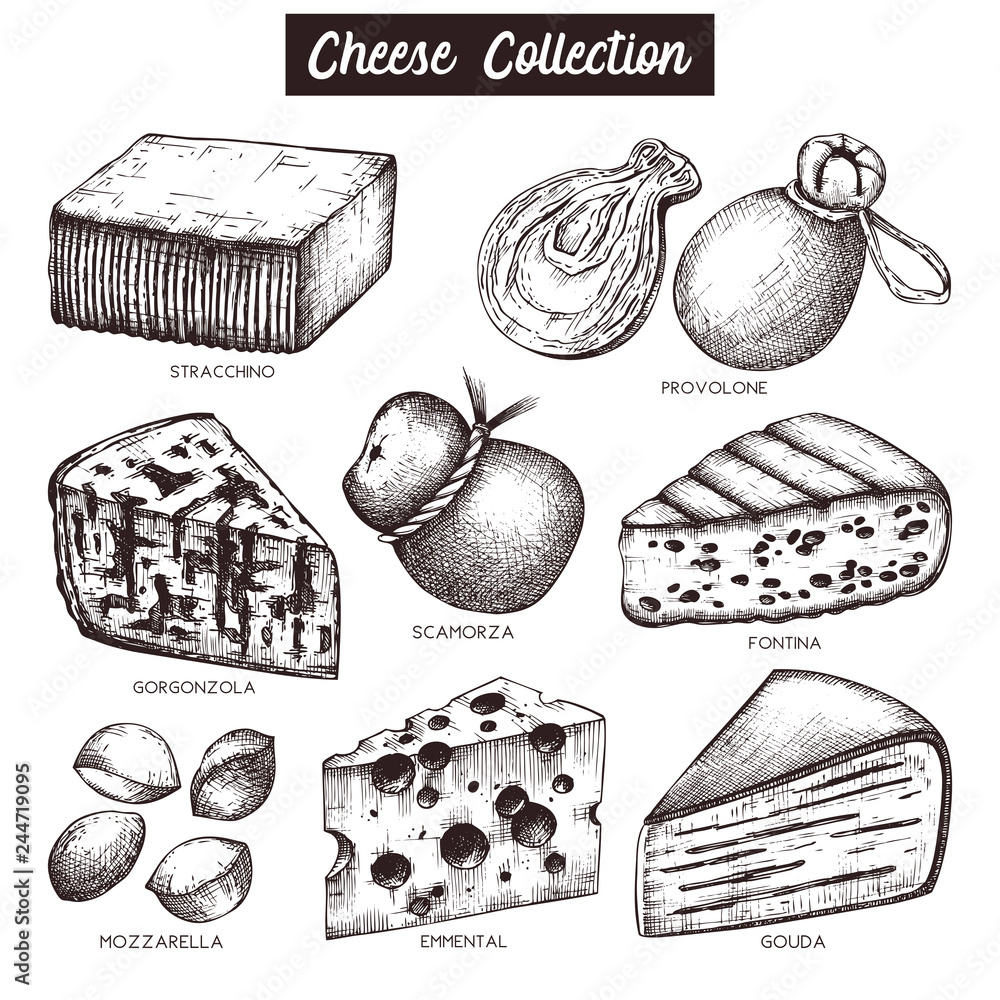 Wall mural vector collection of cheese sketches. hand drawn food illustrations on white background. vintage ing