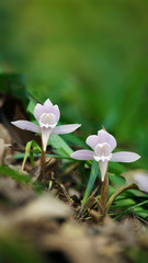 Changnienia amoena, a very rare wild orchid in southeastern China