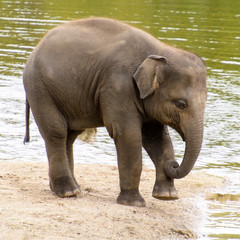 baby asian elephant in captivity