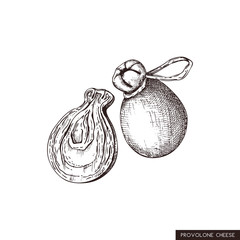 Vector Provolone sketches. Hand drawn Italian cows milk cheese illustration. Vintage traditional food drawing on white background.