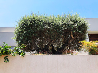 White fence and plants in Rishon Le Zion. Close up shot