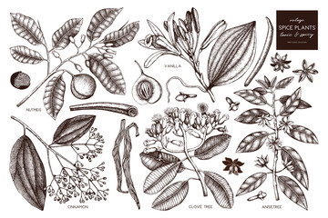 Vector collection of tonic and spicy plants - nutmeg, star anise, clove tree. Hand drawn spices illustrations set. Vintage aromatic elements. Sketched flowers, leaves, seeds, fruits. - obrazy, fototapety, plakaty