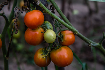 The growing tomatoes on a branch